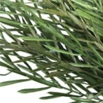 Native Tea Tree Stem UV Resistant 45cm - Image 3