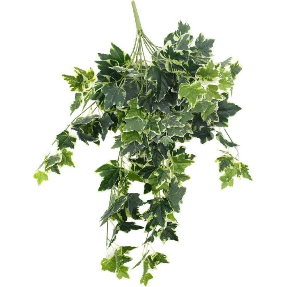 V637-DP1014521-202511130955-00 Mixed Green and White Tipped Ivy Bush 100cm - Image 1