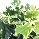Mixed Green and White Tipped Ivy Bush 100cm - Image 3