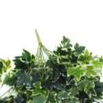 Mixed Green and White Tipped Ivy Bush 100cm - Image 4