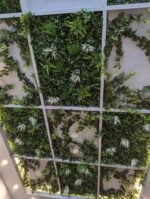 Long Two-Tone Ivy Garland UV Treated 190cm - Image 3