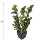 72cm Potted Multi Stem Zanzibar - Image 2