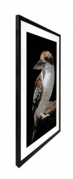 Mystery Kookaburra Artwork Framed W Glass Front 80x120cm - Image 3