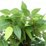Premium Bushy Potted Artificial Ficus Tree 140cm - Image 3