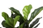 Artificial Fiddle Fig Tree 70cm - Image 4