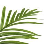 Artificial Multi Stem Hawaii Palm 190cm - Image 3