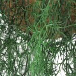 Long Hanging Artificial Spanish Moss Basket 135cm UV Resistant - Image 4