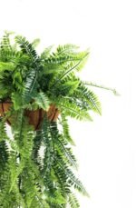 Artificial Hanging Fern Basket UV Resistant 35cm x 125cm - Image 2