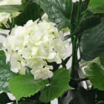 Premium Artificial Flowering White Hydrangea Tree 90cm UV Resistant - Image 2