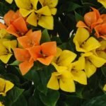 Flowering Yellow and Orange Bougainvillea Tree 120cm UV Resistant