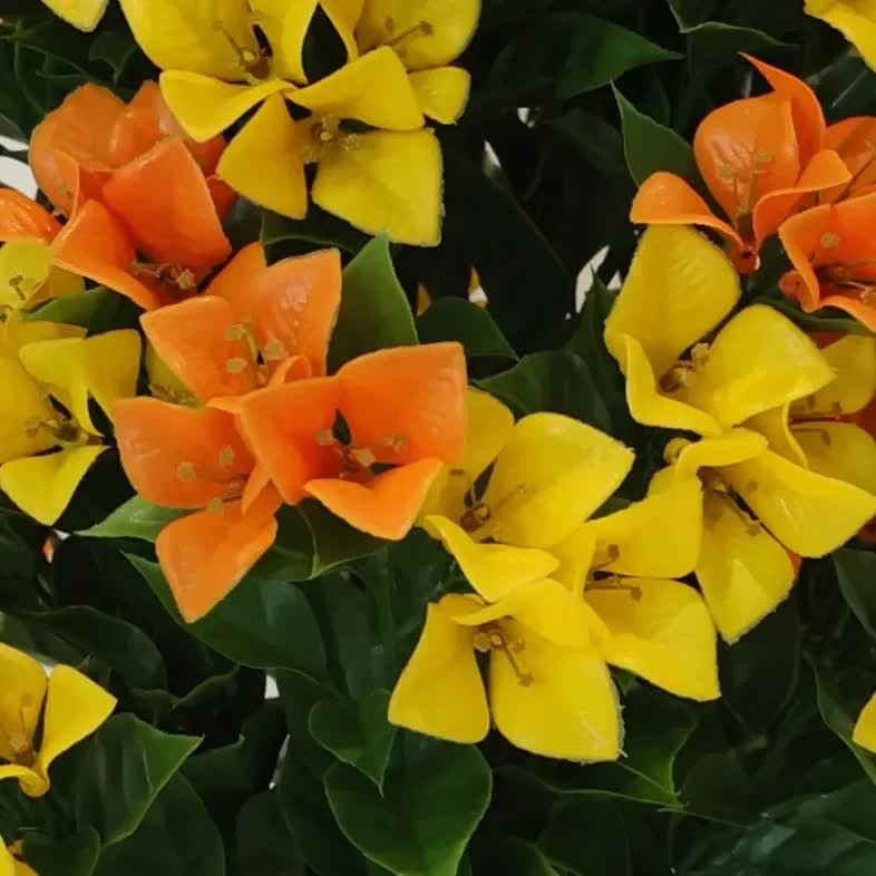 V637-DP29660-202511130945-00.jpg Flowering Yellow and Orange Bougainvillea Tree 90cm UV Resistant - Image 1