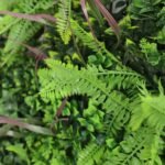 Verdant Fern Artificial Vertical Garden / Green Wall Panel 1m x 1m UV Resistant - Image 4