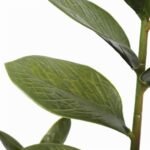 72cm Potted Multi Stem Zanzibar - Image 3