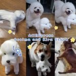 Pet Behavioral Support Doll - Realistic Canine Companion Toy for Stress Relief, Made of TPE Silicone & Soft Fur, Stable Suction Base, 1:1 Anatomical Design, for Small to Medium Dogs (White, Channel Height 28cm) - Image 8