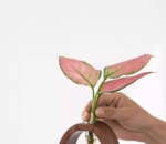 Wooden Glass Hydroponic Vase â€“ Minimalist Desktop Flower Vase for Water Plants & Blooms (15cm) | Other Sizes Available in Store - Image 2