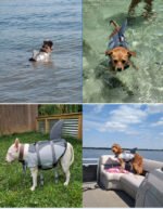 Pet products Dog Life Jacket, Cute Shark Dog Life Vest for Swimming Boating with Superior Buoyancy and Rescue Handle, Adjustable Puppy Floating Swim Vest for Small Medium Large Dogs(L) - Image 3