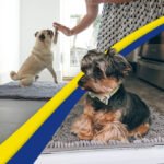 Dark green 50Ã—80 cm Extra-Thick Chenille Floor Mat for Bathrooms and Pet Use â€“ High-Density Absorbent, Non-Slip, Machine-Washable Rug for Dogs and Humans - Image 4